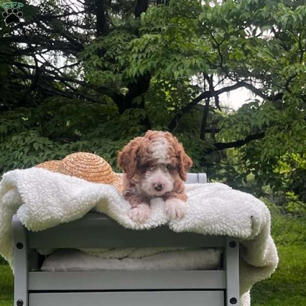 Smores, Mini Goldendoodle Puppy